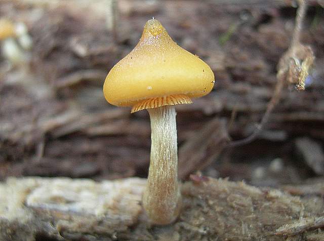 Una Galerina 